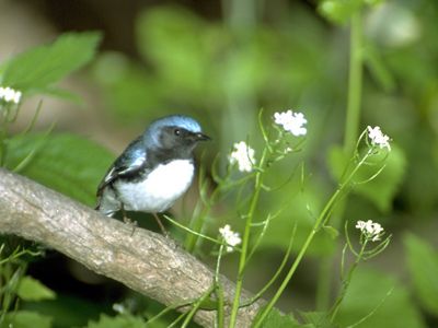 Black-throated blue warbler perched on plant with white flowers.