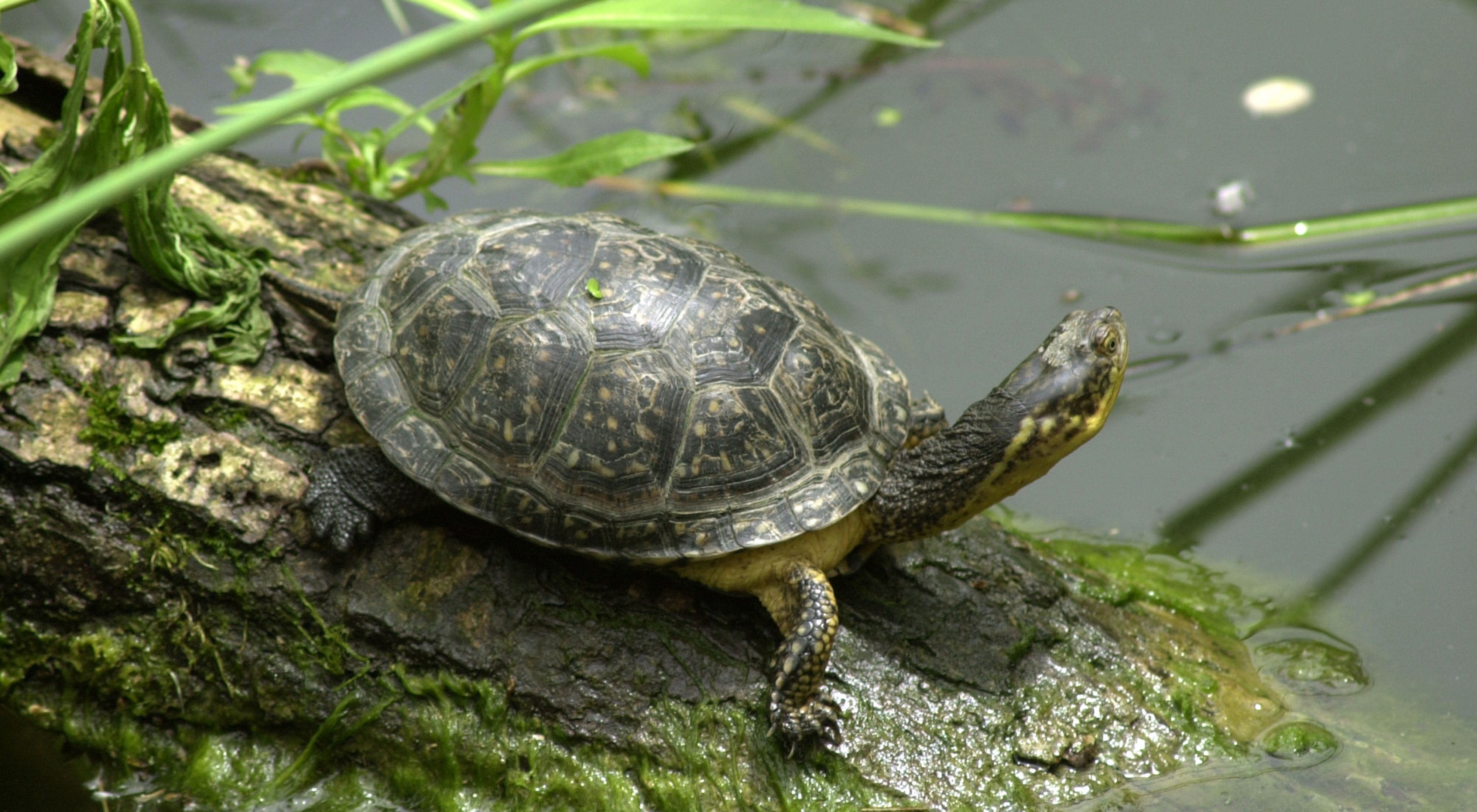 A turtle sits on a log in the water.
