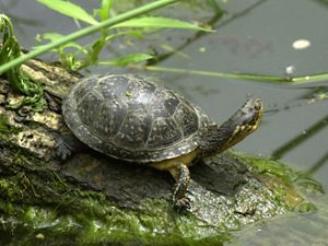 Blanding's turtle resting on a moss-covered log