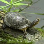 Turtle with its head fully out sits on log next to wetland.