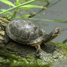 Turtle with its head fully out sits on log next to wetland.