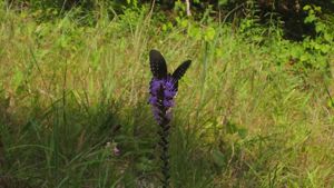 A swallowtail butterfly sits on the tall stalk of a purple blazing star flower with a background of native grasses.