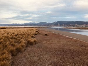 Landscape view of a coastal area of golden grasses next to a flat body of water with mountains in the distance.