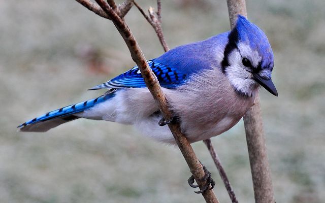 An adult blue jay resting on a tree branch.