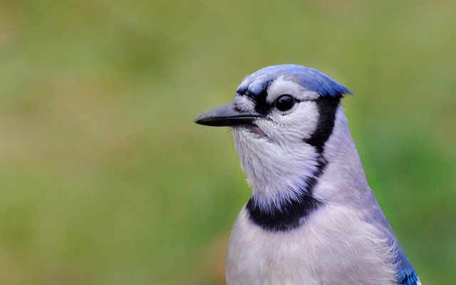 The white, black and blue head of an adult blue jay.