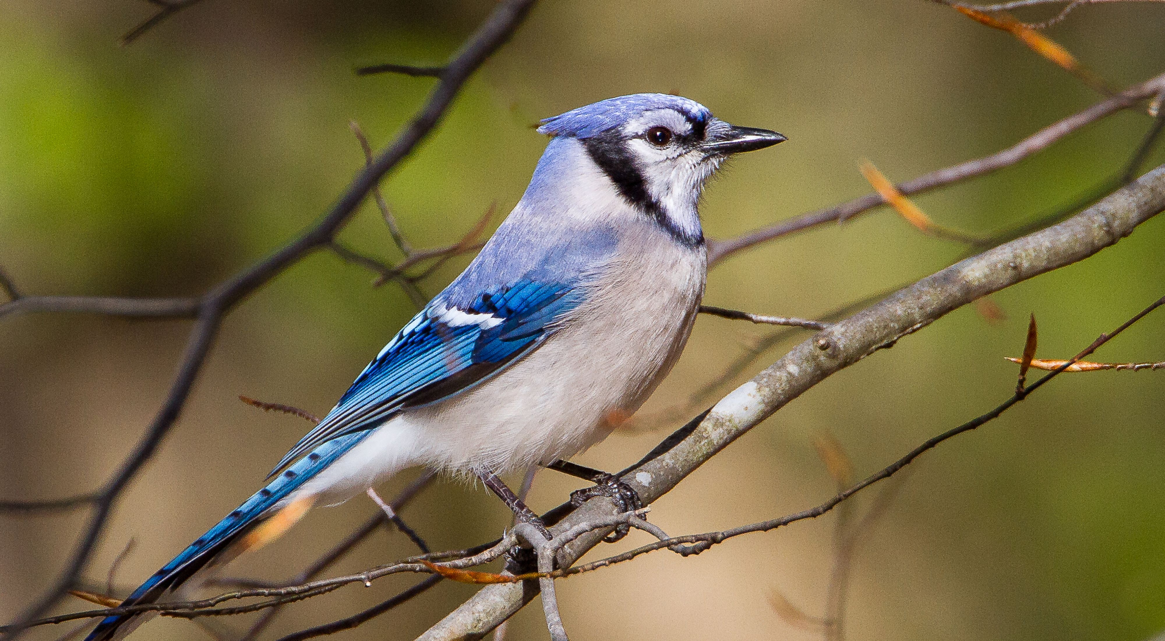 An adult blue jay perched on a small branch.