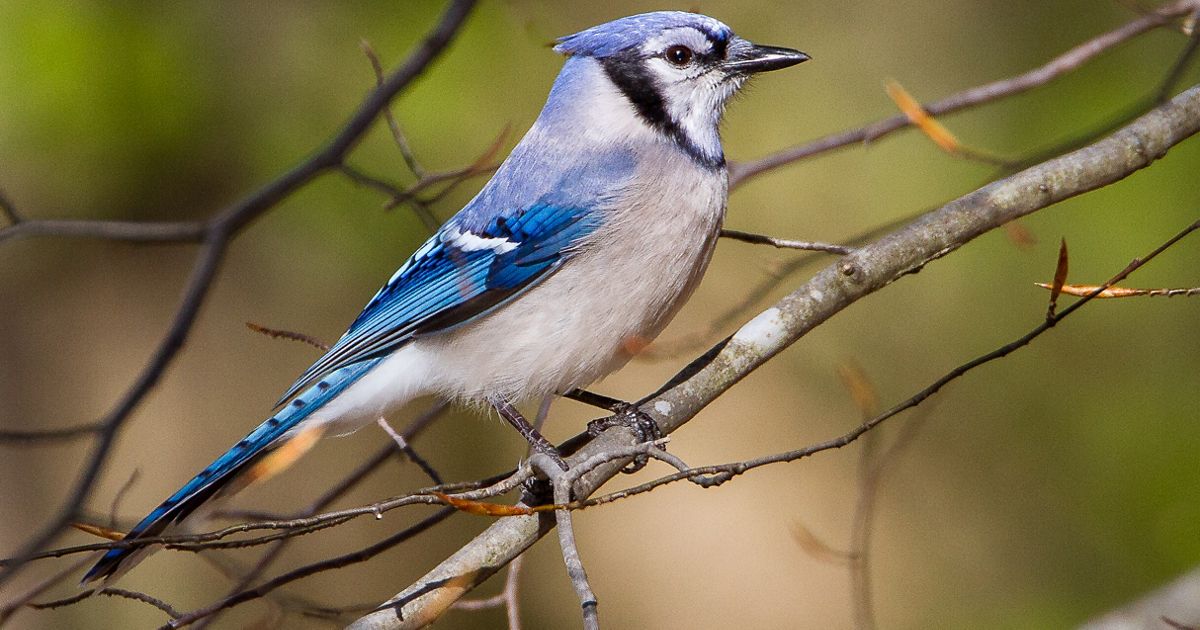 Nature News: Blue jays not as annoying as originally thought