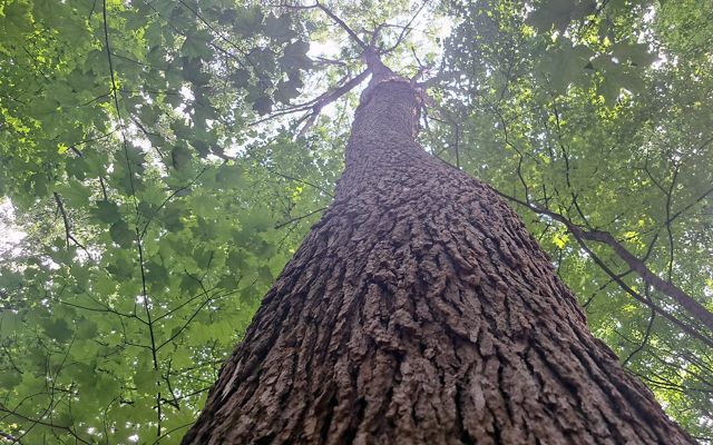 A blue ash that has shown resistance to infestation by emerald ash borer. Because of its resistance, this individual tree is said to be a "lingering ash."