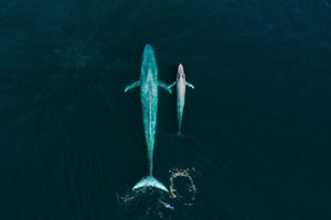 Blue whale and calf