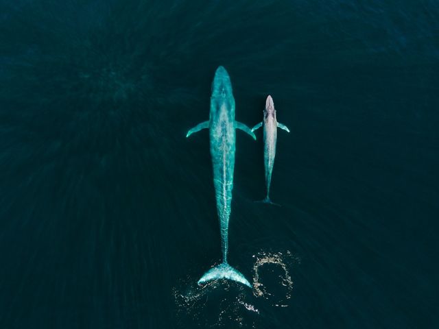 Aerial shot of blue whale and calf in ocean.