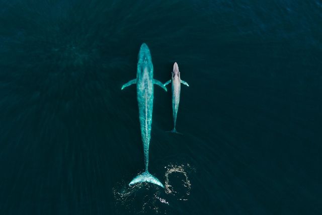 A blue whale and its calf float near the ocean surface.