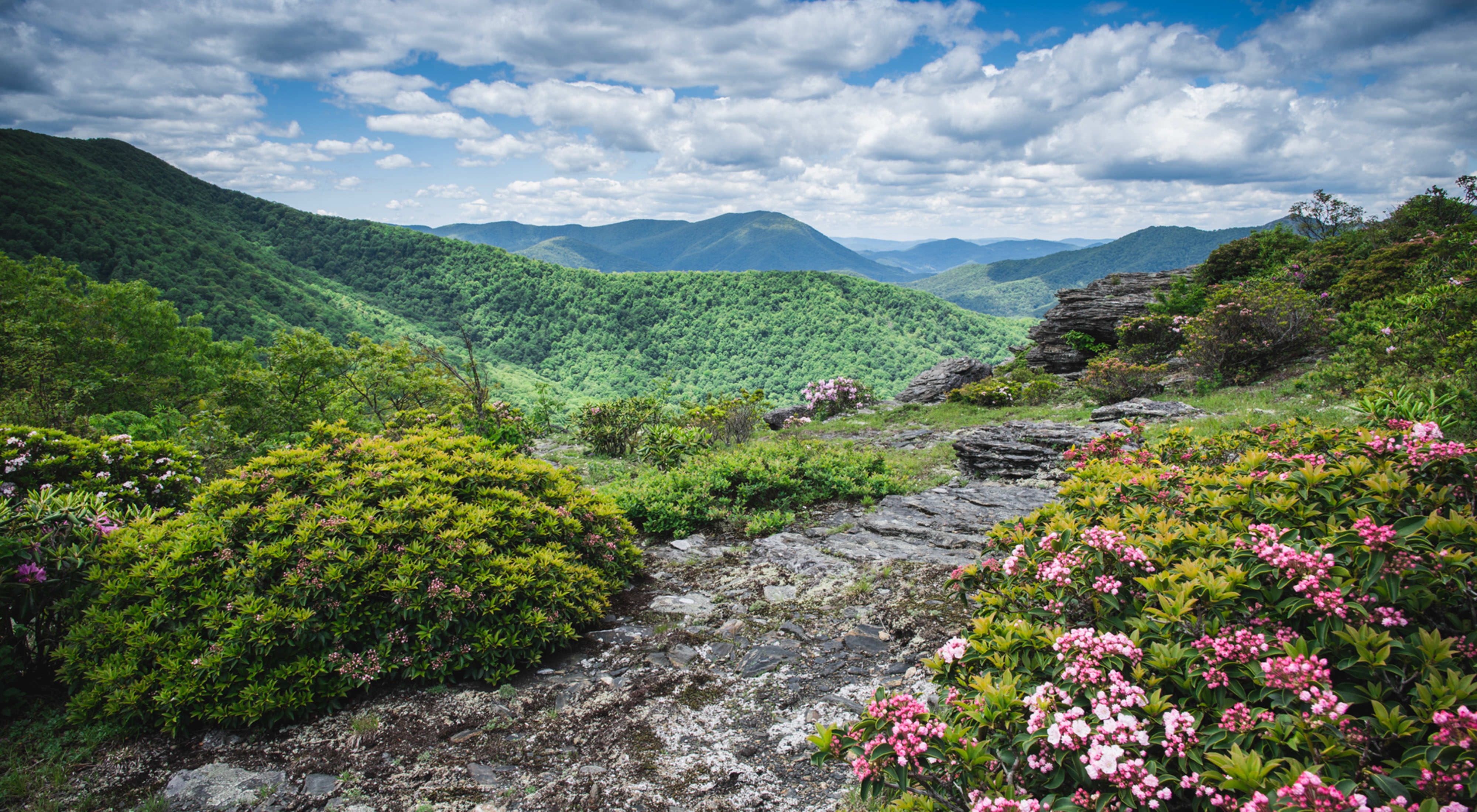 Rocky outcrops, green hills and shrubs blooming with pink flowers at Bluff Mountain Preserve.