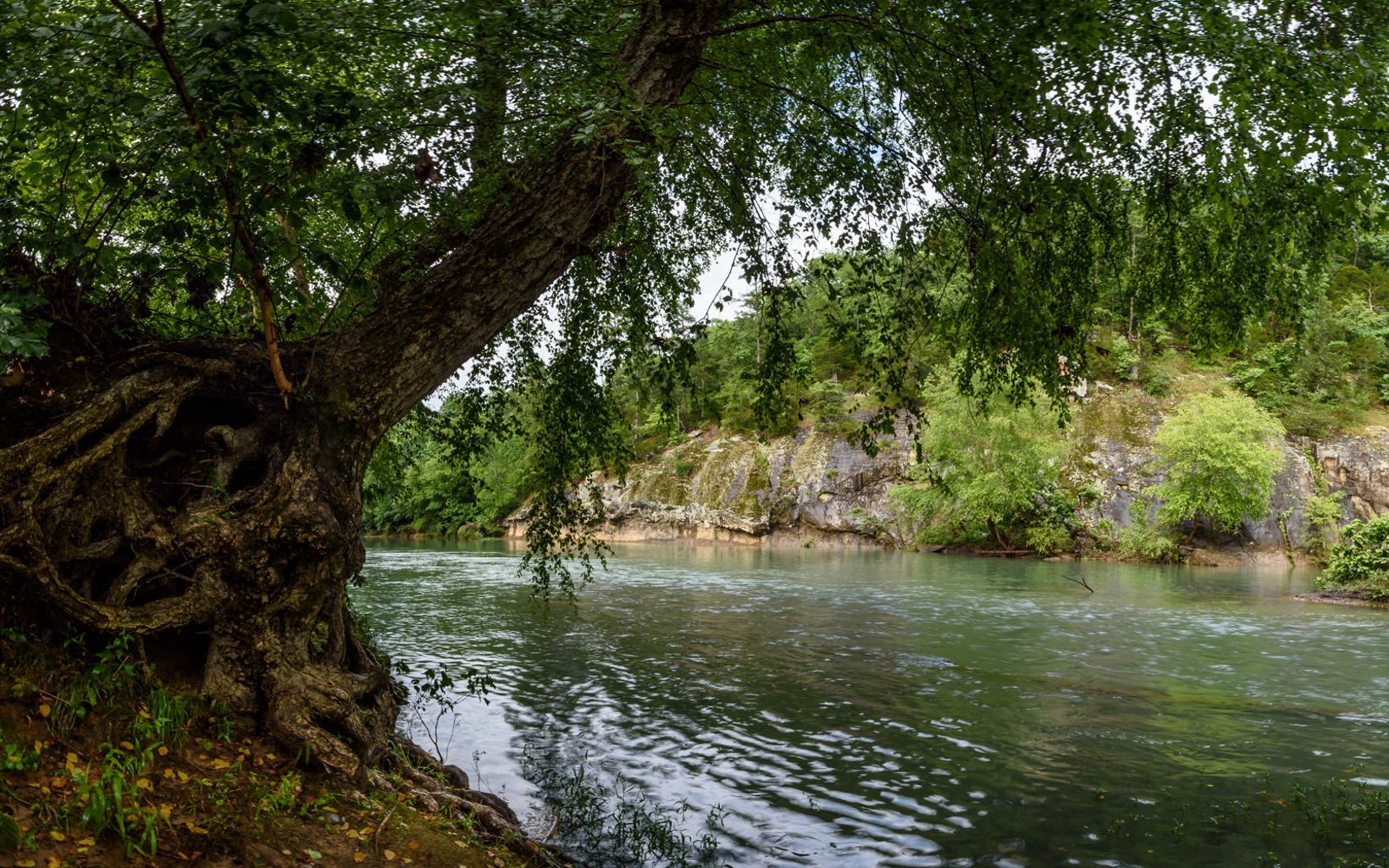 The Archey Fork of the upper Little Red River’s crystal clear waters are a draw for paddlers and swimmers alike.