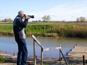 Birding at Erie Marsh Preserve