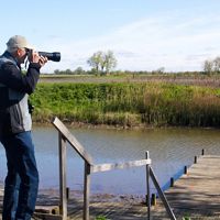 Birding at Erie Marsh Preserve