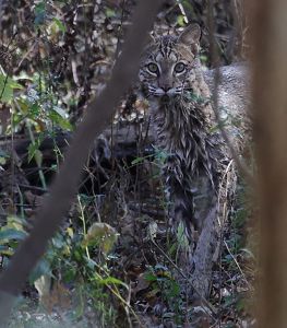 Bobcat emerges from river.