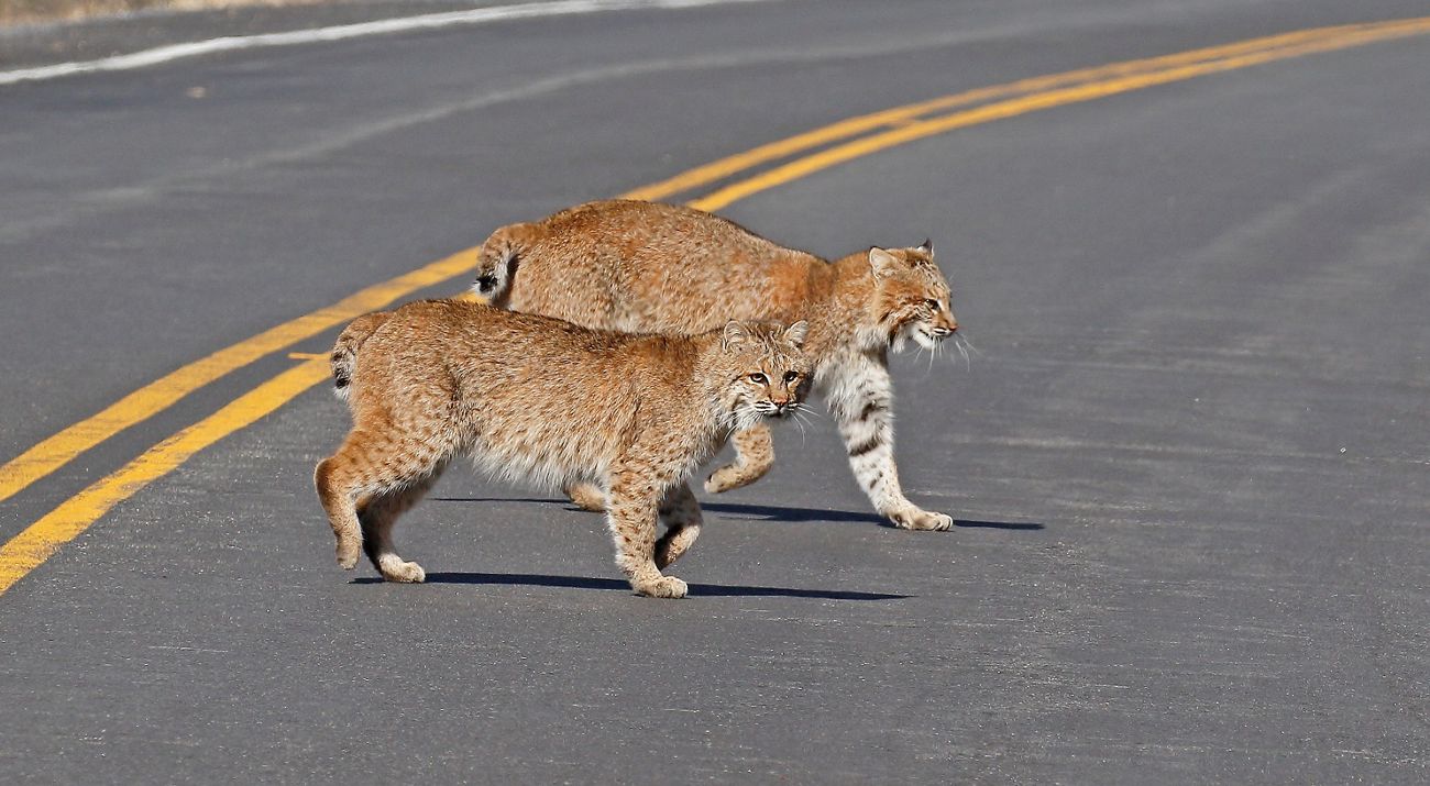 Two bobcats crossing a road.