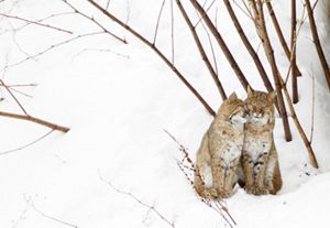 Two bobcats nuzzling in snow.