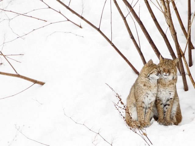 Two nuzzling bobcats in snow.