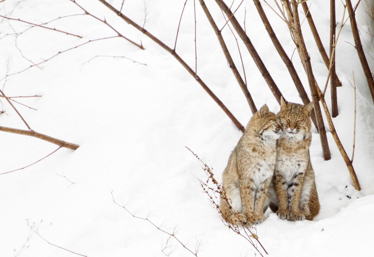Saving Endangered Bobcats in New Jersey The Nature Conservancy