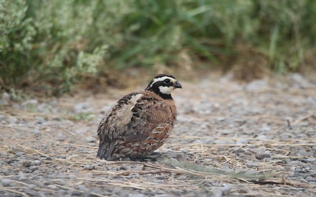 A bobwhite quail sits on a path at one of TNC's preserves in Kentucky.