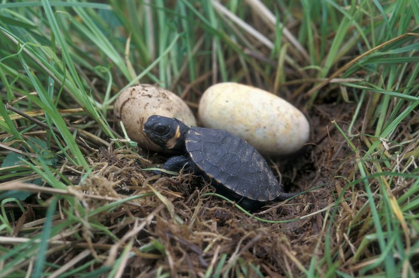 A small turtle sits next to two eggs.