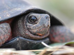 A small bog turtle pokes its head out from its shell.