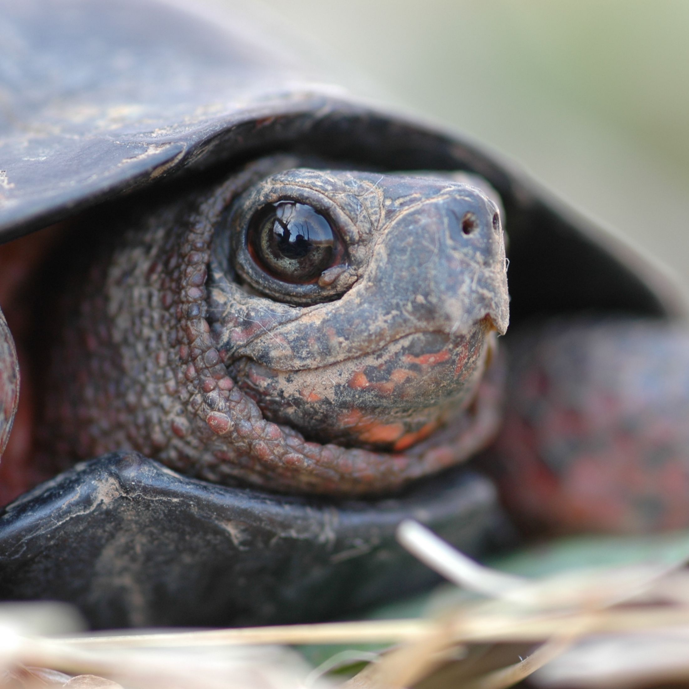 A small bog turtle pokes its head out from its shell. 