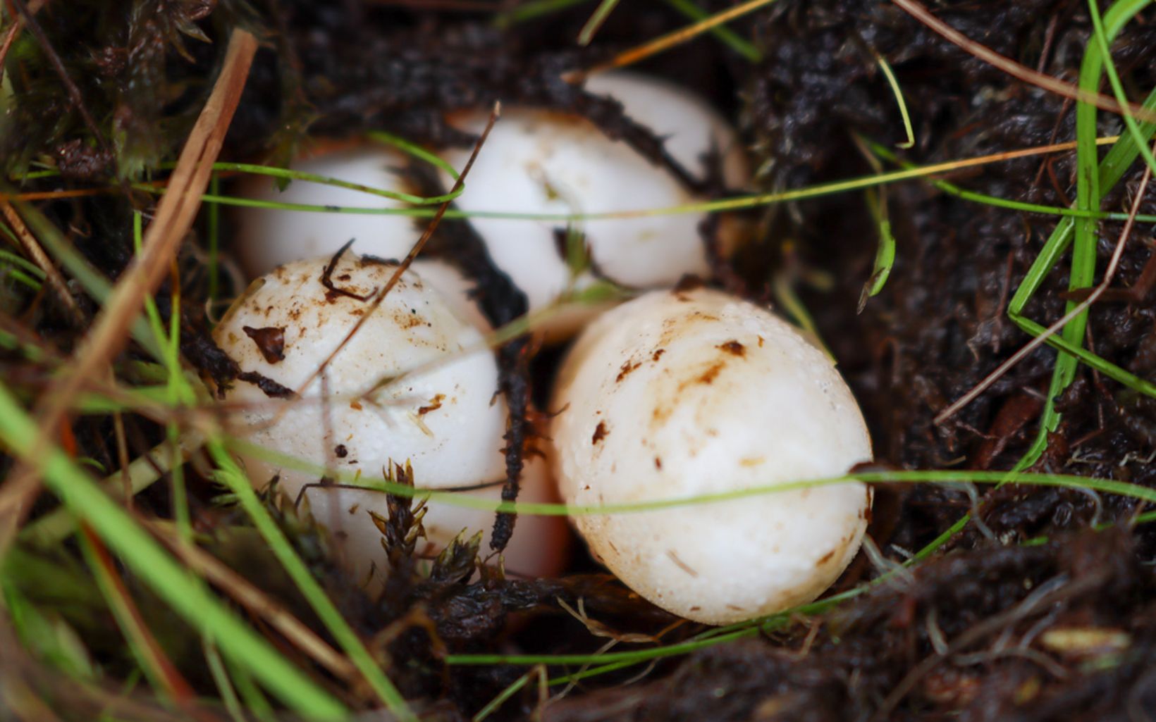 bog turtle eggs.