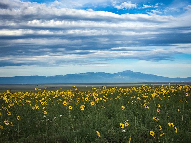 A field of grass and yellow flowers with blue mountains in the background.