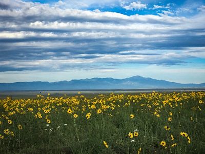 A vast field of grass with yellow flowers growing tall.