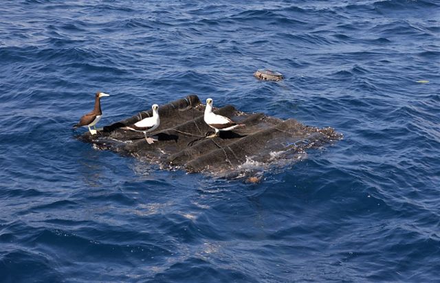 Three boobies stand on top of a fish aggregating device in the ocean.