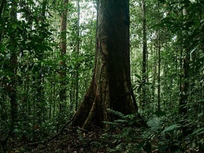 A giant tree stands in a dense green forest filled with thin trees.