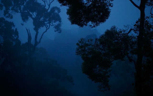Looking through dense forest branches at late dusk, with the trees in shadow and the light having a blue cast over it.