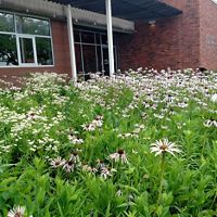 Pale purple coneflowers in bloom at the Indianapolis TNC office.