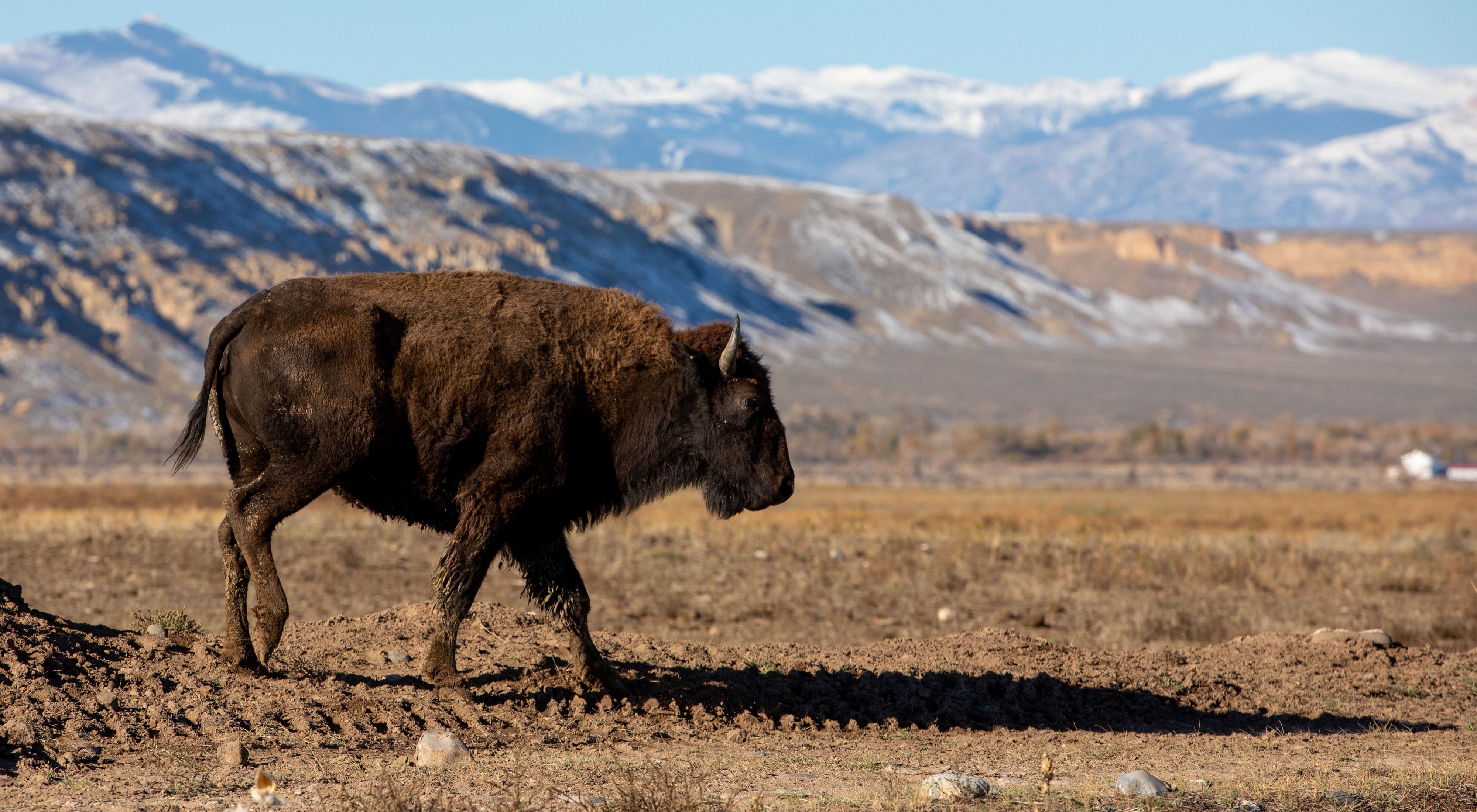 A buffalo walking in a Wyoming field.