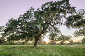 A large live oak tree with weeping branches covered in moss in a field.
