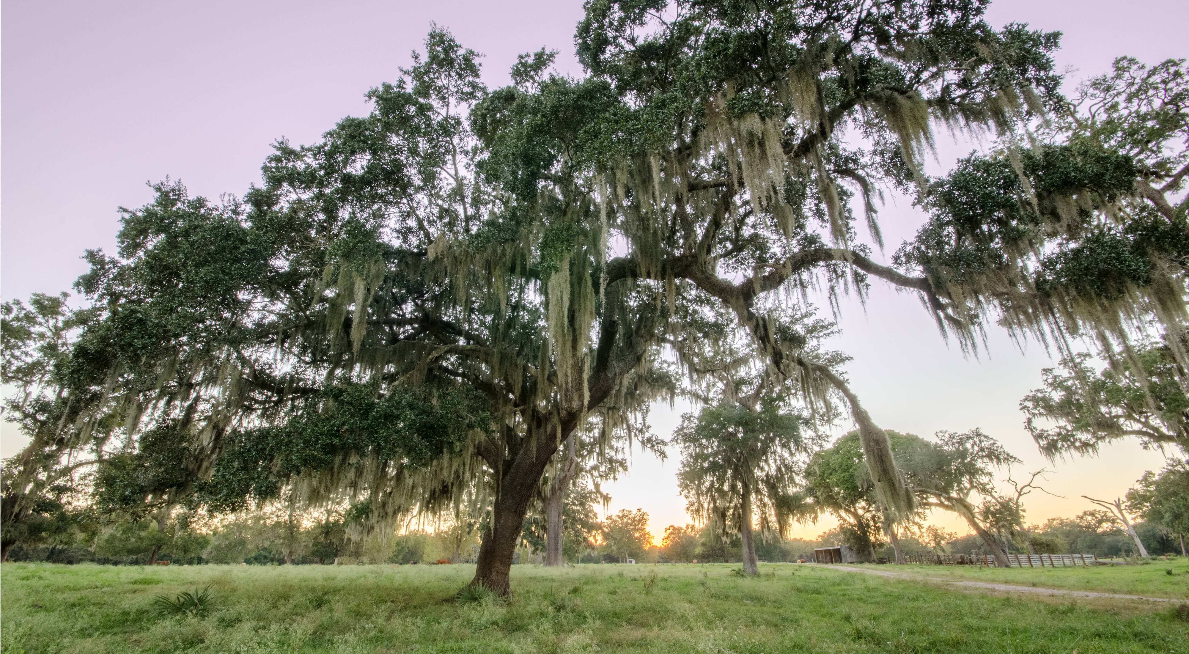 Sun sets behind a live oak tree at Brazos Woods Preserve in Texas.