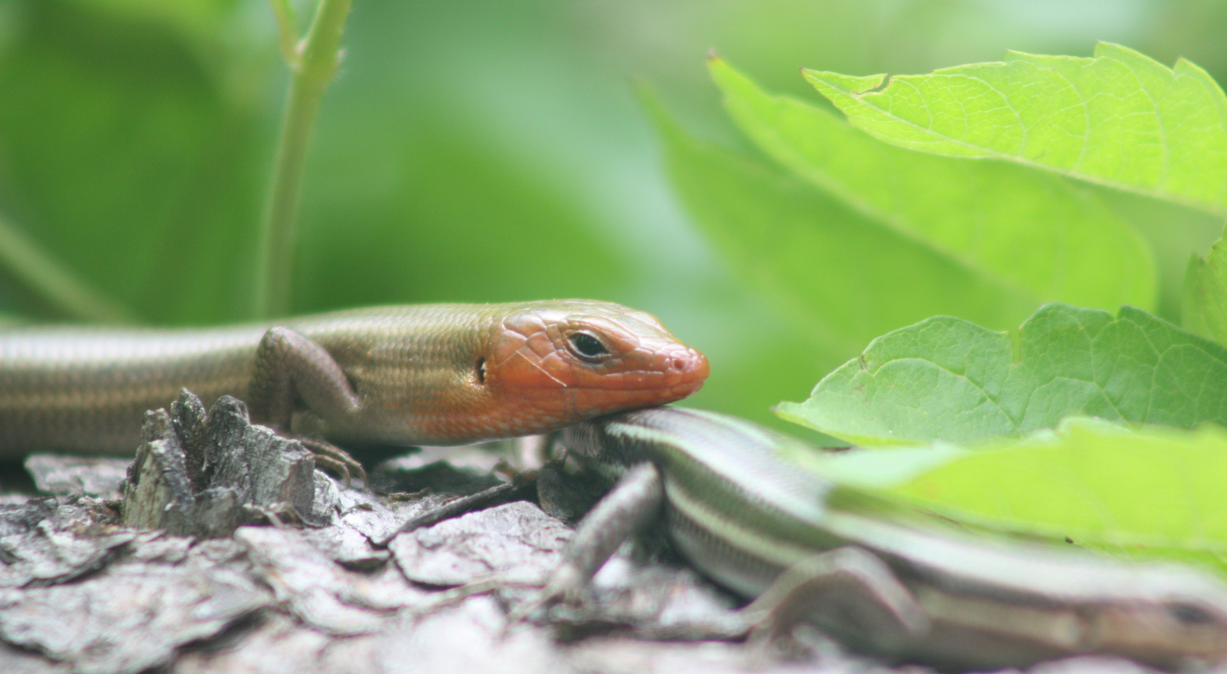 Pair of broad-headed skinks resting on a tree.