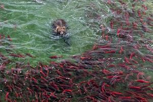 Bear swimming in water towards a school of fish.