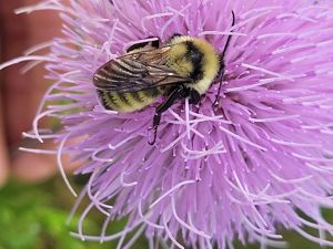 Bumble bee feeding on purple thistle flower.