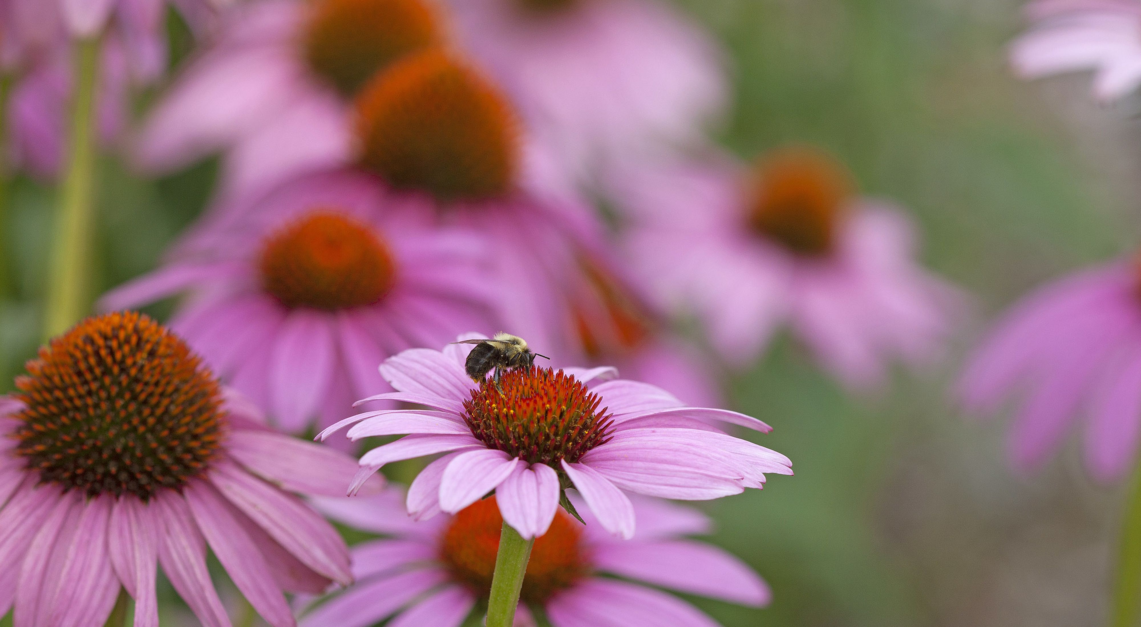 Closeup of a bumblebee on a purple coneflower.