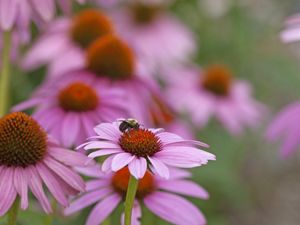 Closeup of a bumblebee on a purple coneflower.