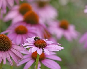 Closeup of a bumblebee on a purple coneflower.