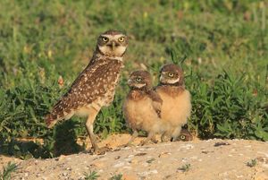Family of burrowing owls