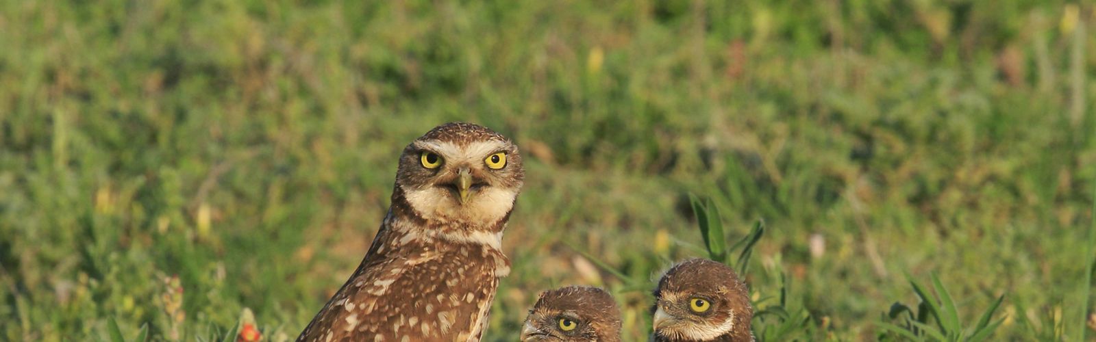 Three burrowing owls perched on the ground looking at the camera.