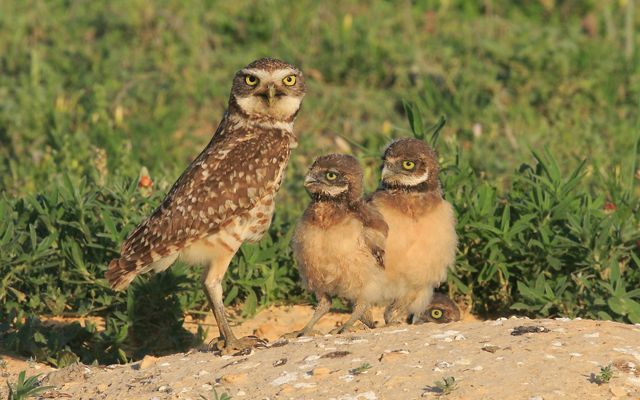 An adult burrowing owl and two chicks sit on a dirt mound in a prairie landscape.
