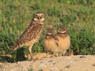 Burrowing Owl Family