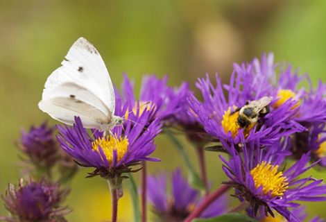 A white butterfly sits atop a purple aster with a golden center.