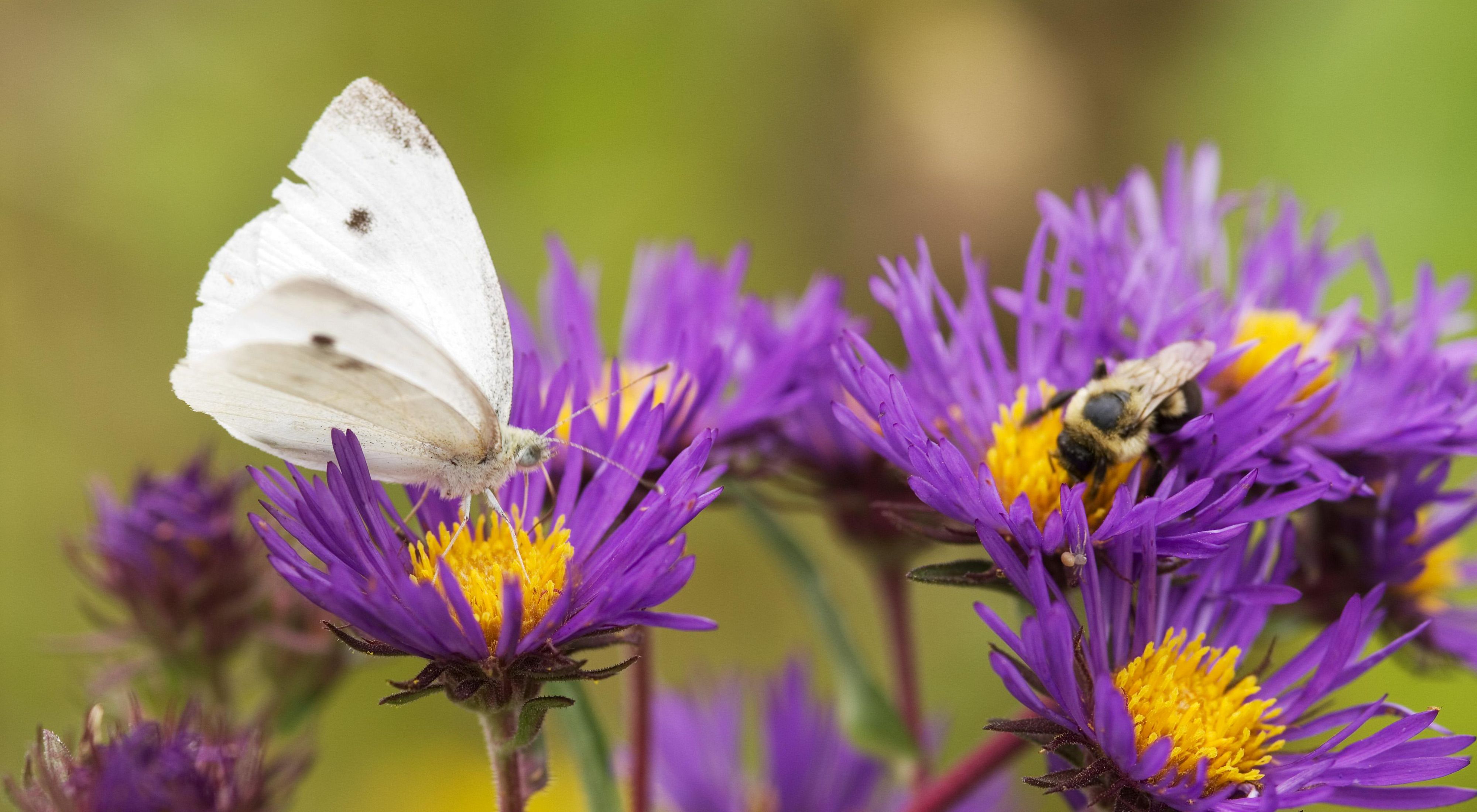 A white butterfly and a bumblebee on purple flowers.